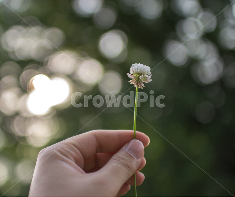 감성사진,꽃,flower,blossom,아웃포커스,식물,자연,plants,nature,꽃,flower