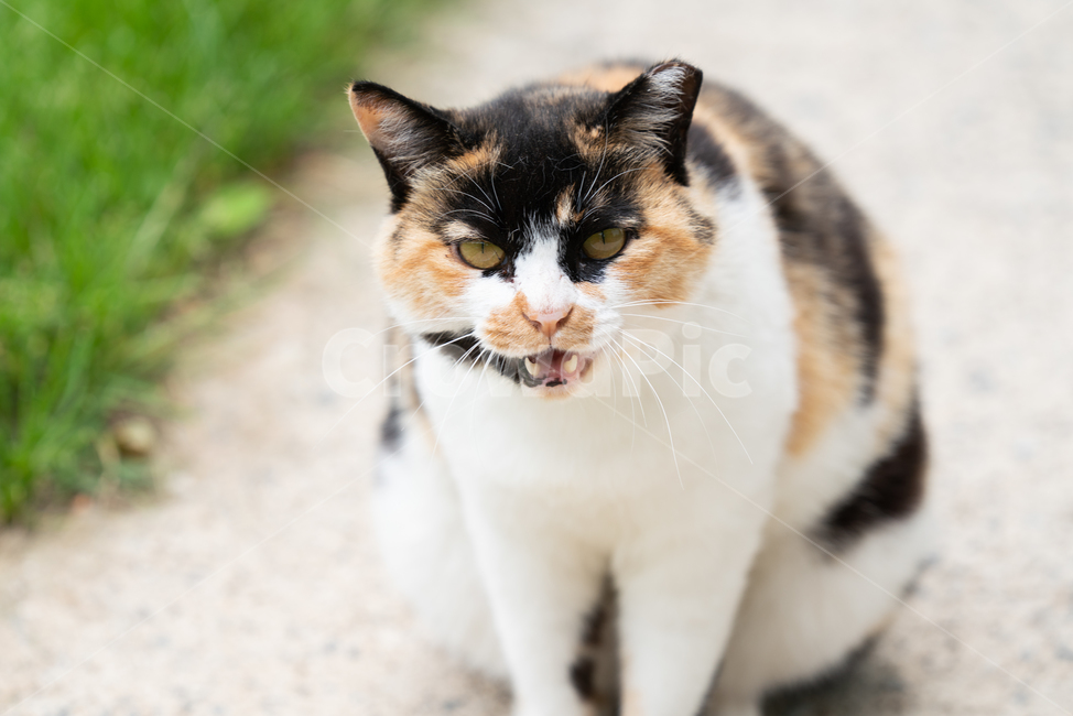 냥냥이,고양이,캣,cat,길고양이,삼색이,동물,animal,포유류,mammal,고양이,cat,kitten,kitty