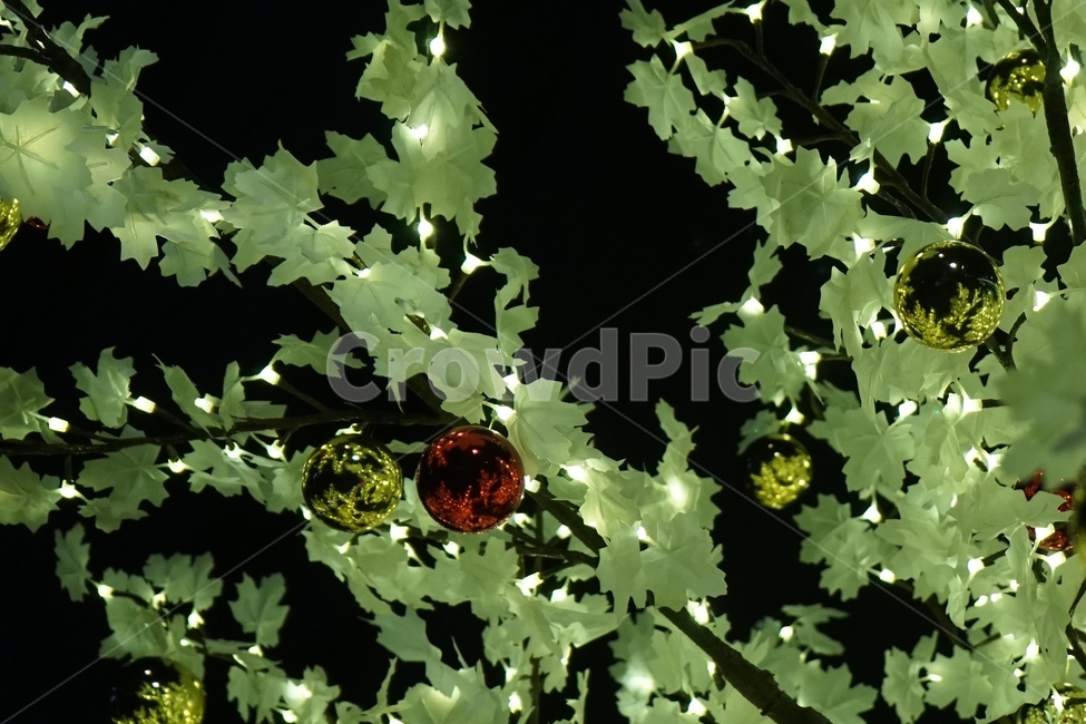 크리스마스,성탄절,연말,겨울,전구,전등,christmas,tree,bulb,light,greetings,겨울,계절,winter,season,야경,밤,풍경,nightscape,night,landscape,기념일,축하,anniversary,congratulation,celebrate,celebration,메리크리스마스,성탄절,merry christmas,plant,식물,leaf,잎,vegetation,초목