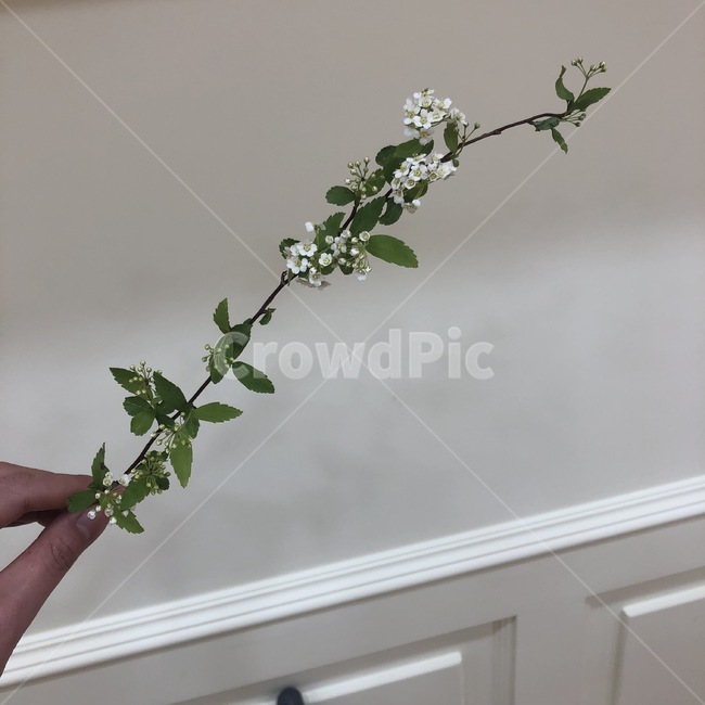 꽃,조팝,설유화,감성,갬성,꽃,flower