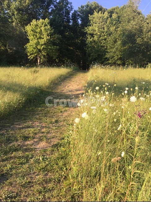 들꽃,공원,오솔길,풀밭,식물,자연,풍경,nature,landscape,field,들,outdoors,옥외,grassland,목초지,rural,농촌,farm,농장,meadow