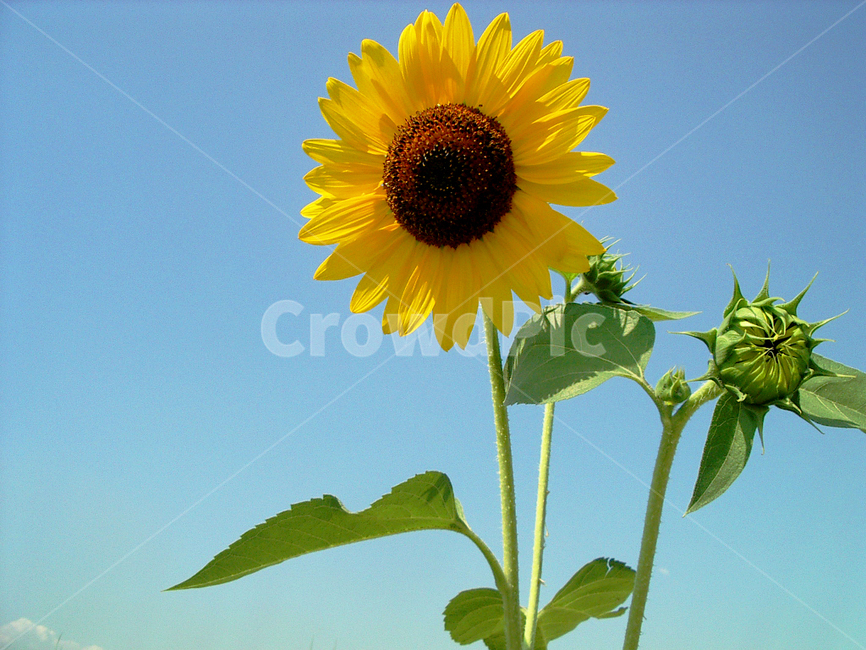 해바라기,꽃,하늘,sunflower,sky,flower,flora,bloom,감성,여름,summer,자연,식물,식물,자연,plants,nature,꽃,flower