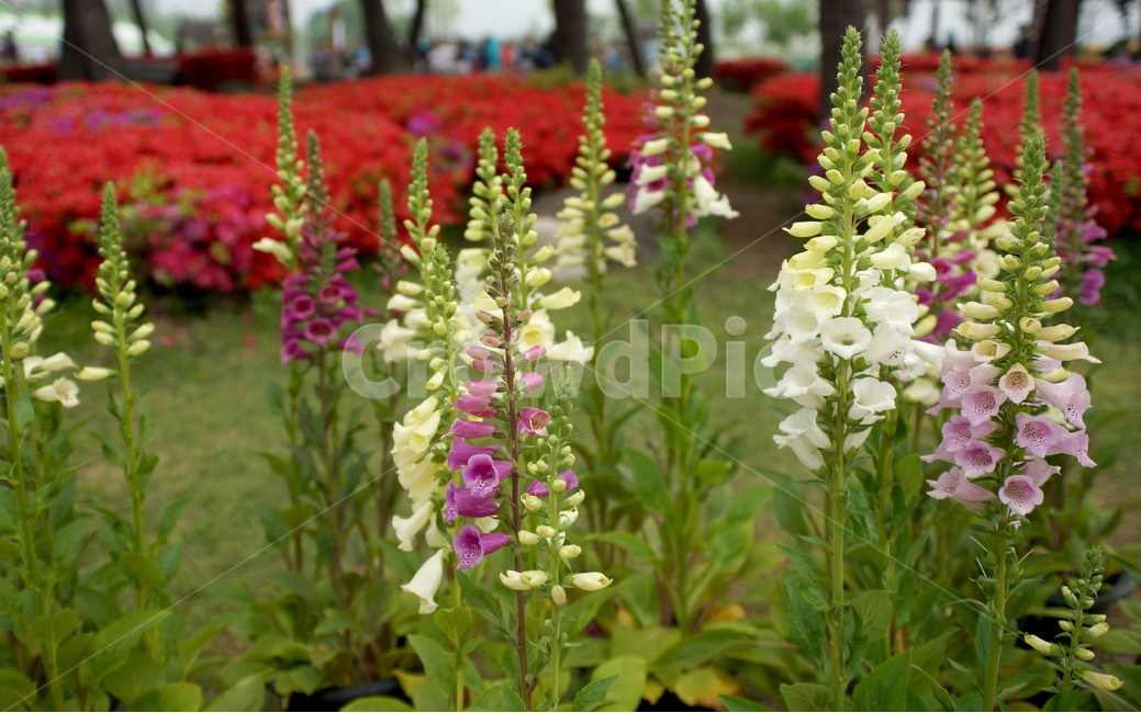 구리시,유채축제,양귀비,분홍색,아웃포커스,조리개개방,식물,자연,plants,nature,꽃,flower
