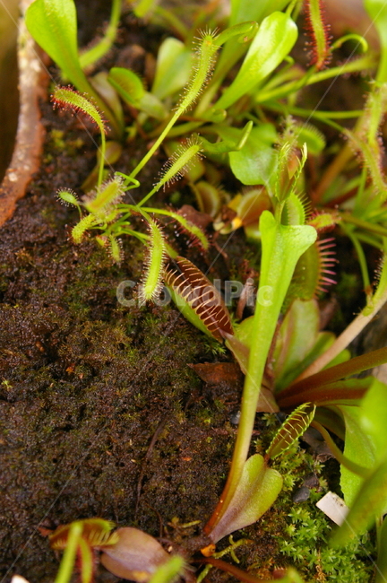 식충식물,식물,plant,insectivorousplant,파리지옥,식물,자연,plants,nature