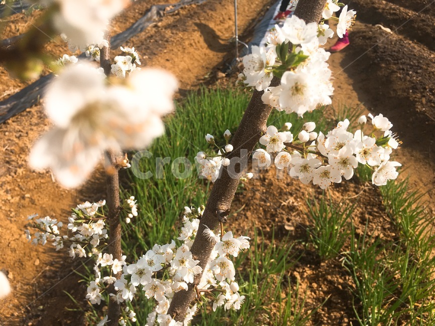 앵두꽃,꽃,밭,나무,흙,농촌,꽃피다,bloom,cherryflower,야외,farm,white,tree,flowerplant,계절,봄,꽃나무,잡초