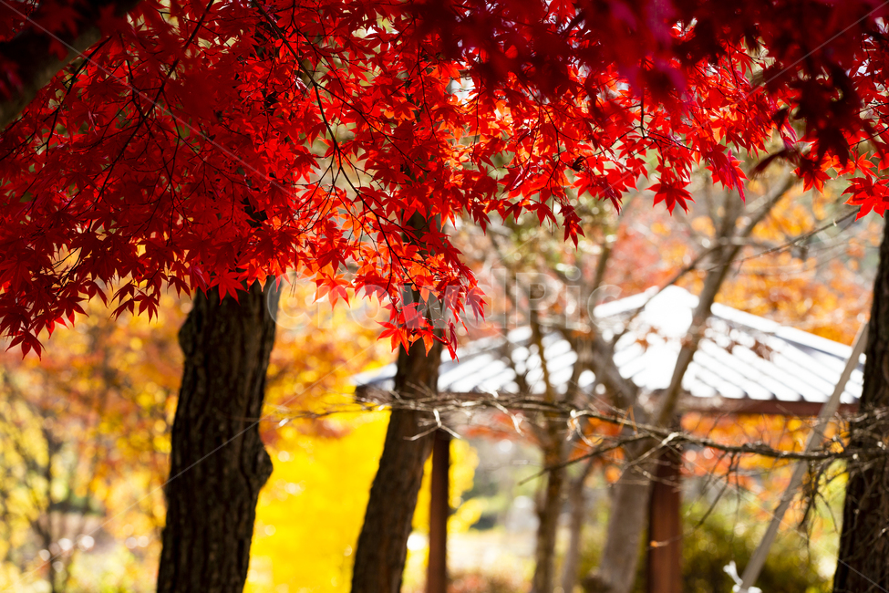 forest,shelter,traditional beauty,color,hut,yellow,autumnleaves,fallen leaves,leaves,Maple tree,tile,season,falling flower,Maple,roof,nature,tree,autumn scenery,leaf,Emotional photo,Red,hwasa,eaves,background,plant,maple,autumn,Wallpapers,Korean tradition