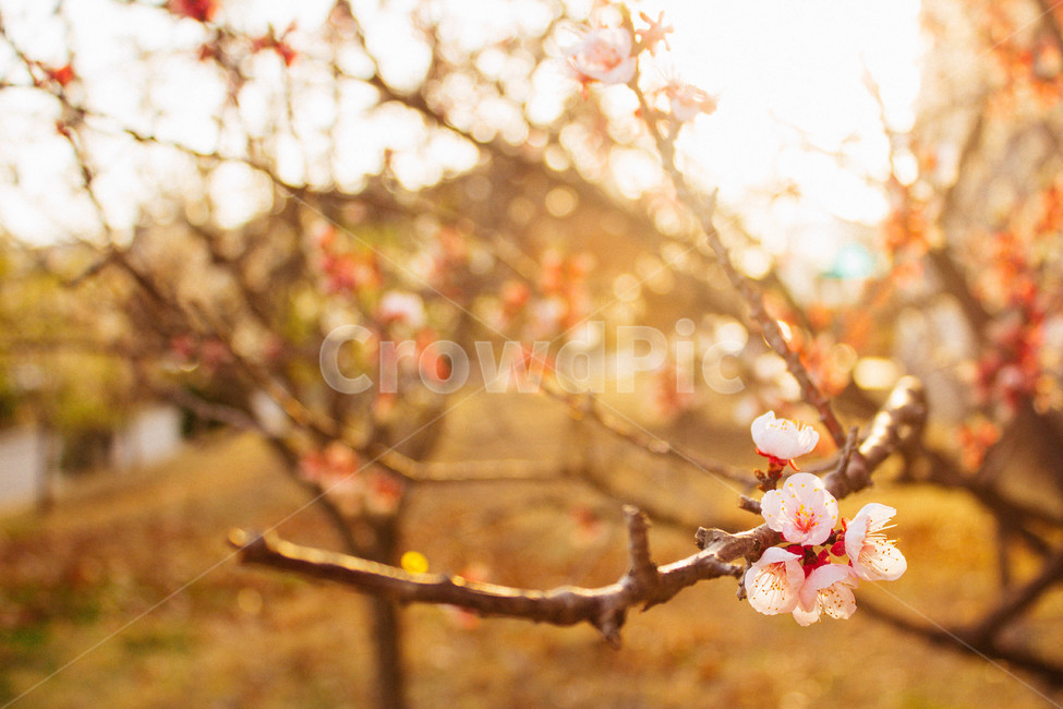 꽃,봄,벚꽃,감성,식물,햇살,해질녘,꽃나무,꽃구경,봄,계절,spring,season,식물,자연,plants,nature,꽃,flower,휴식,힐링,rest,relaxation,healing,plant