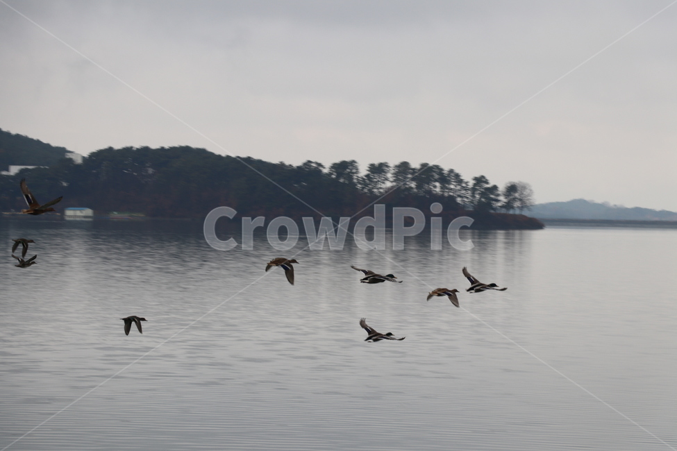 호수,오리,새,오리떼,저수지,자연,풍경,nature,landscape,동물,animal,조류,새,birds,flying,나는,bird,flock,대군