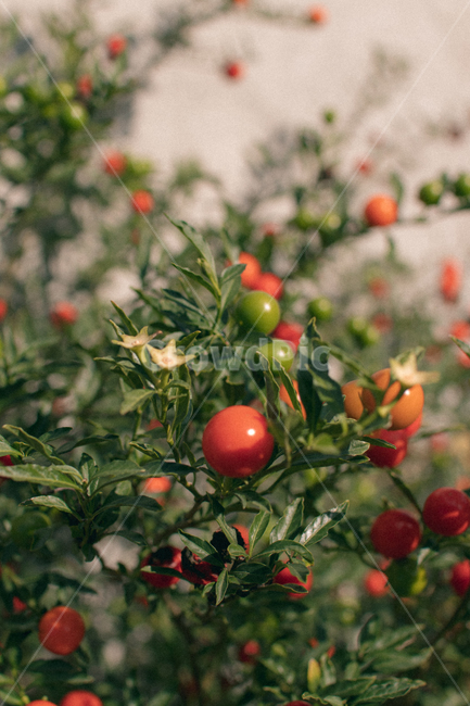 plant,식물,fruit,과일,food,나무,열매,감성사진,식물,자연,plants,nature,과일,열매,fruit