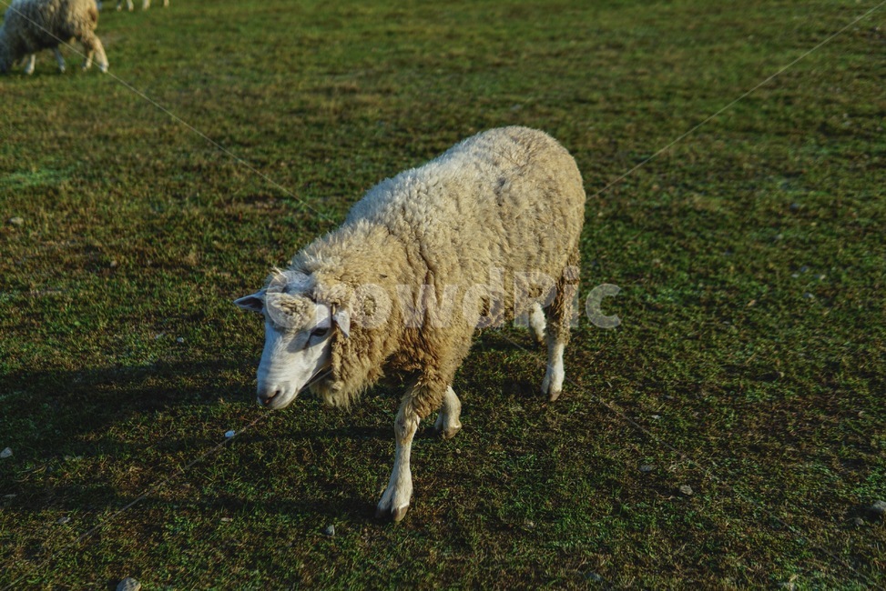 양,동물,목장,자연,목초지,동물,animal,포유류,mammal