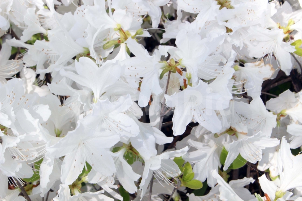 꽃,진달래꽃,봄,야외,식물,공원,정원,나무,들꽃,자연,나들이,소풍,식물,자연,plants,nature,봄,계절,spring,season,꽃,flower,plant,blossom