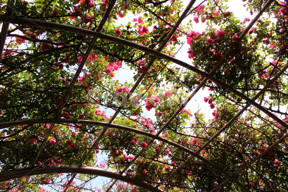 장미,나들이,하늘,꽃,자연,식물,자연,plants,nature,꽃,flower