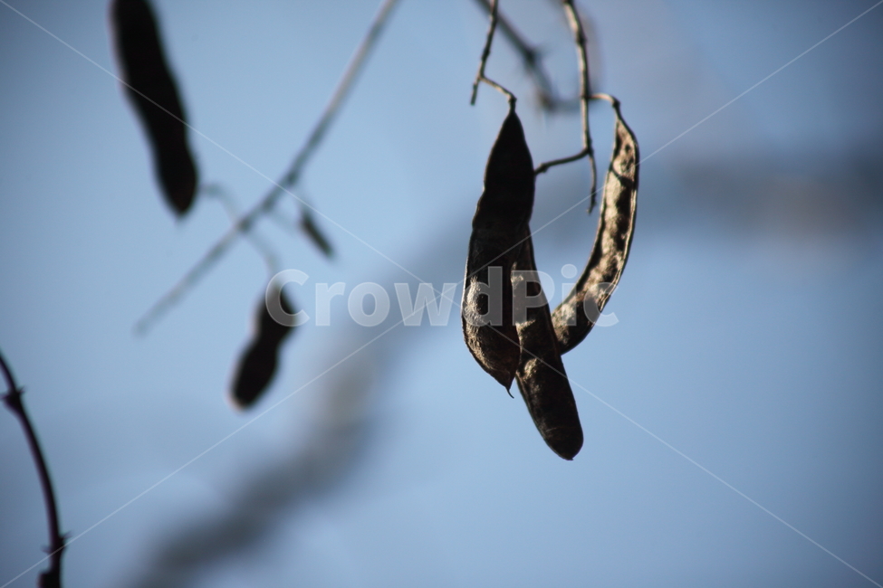 가을,열매,종자,식물,seed,가을,계절,fall,autumn,season,식물,자연,plants,nature,과일,열매,fruit