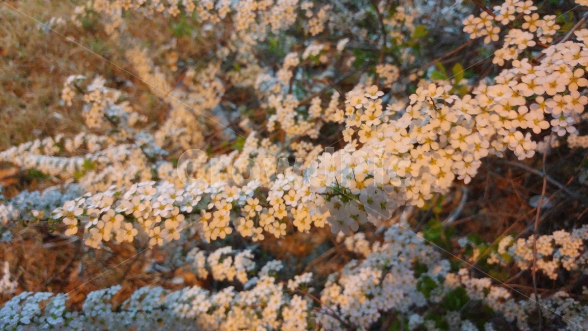 흰꽃,이쁜꽃,순백,힐링,아름다운꽃