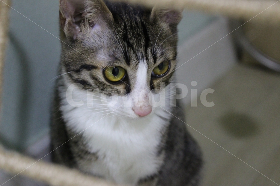 	고양이,반려동물,유기묘,길냥이,애완동물,cat,pet,kitten,아기고양이,코숏,코리안숏헤어,동물,동물,animal,고양이,cat,kitten,kitty,포유류,mammal