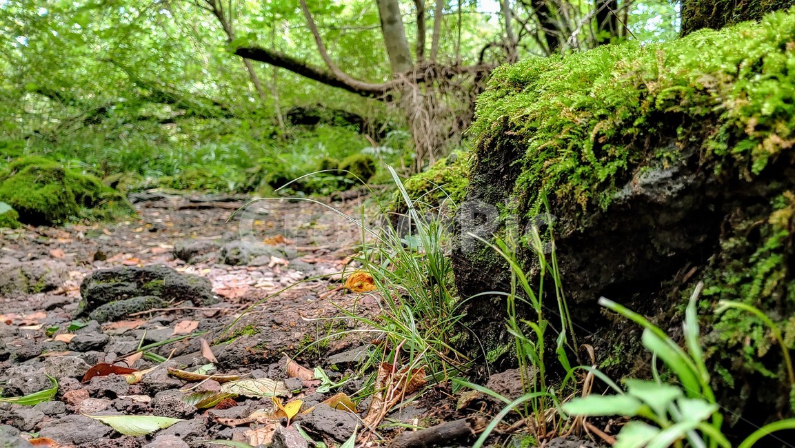 제주도,제주숲,곶자왈,제주원시림,제주화산암,jejuforest,nature,green,jejuforestlandscape,tree,forest,자연,제주도자연