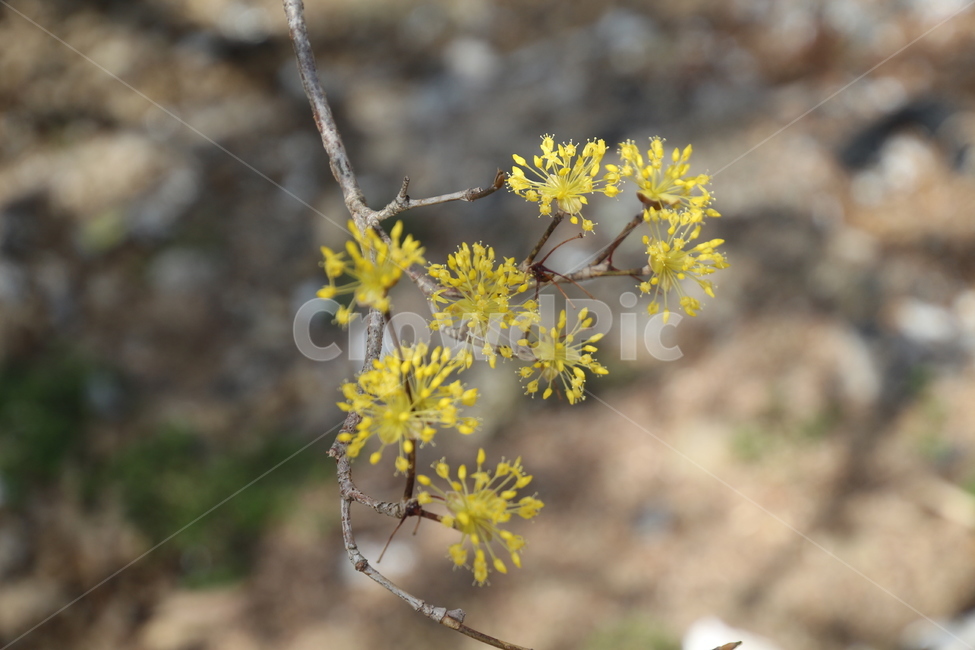 산수유,꽃,층층나무,식물,구례산수유축제,봄,계절,spring,season,식물,자연,plants,nature,꽃,flower,plant,blossom