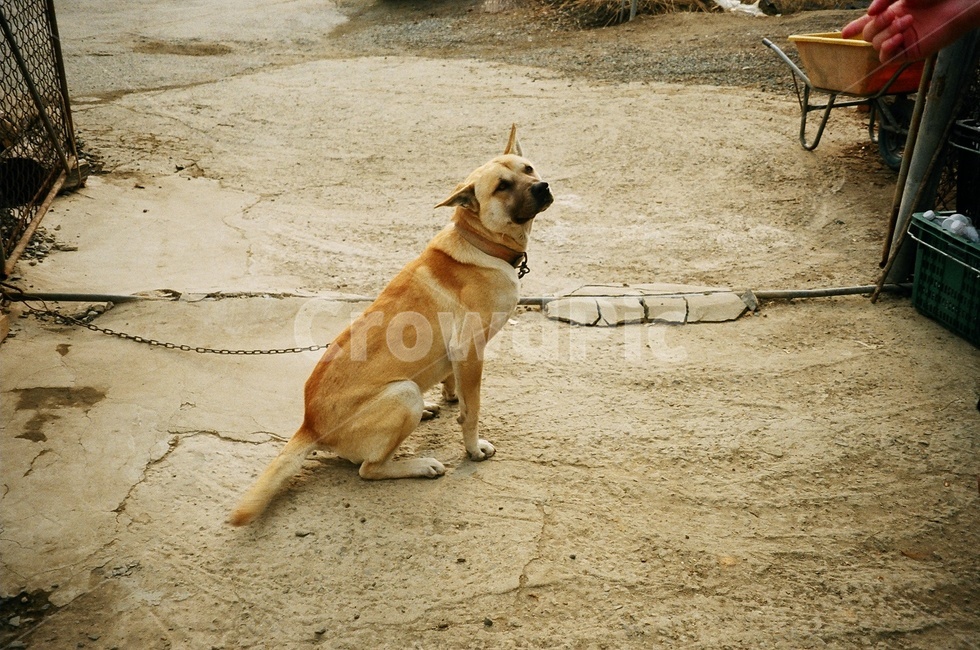 개,시골강아지,시골개,동물,시골,시골풍경,휴식힐링,동물,animal,포유류,mammal,개,강아지,dog,doggy,감성,sensible,feeling