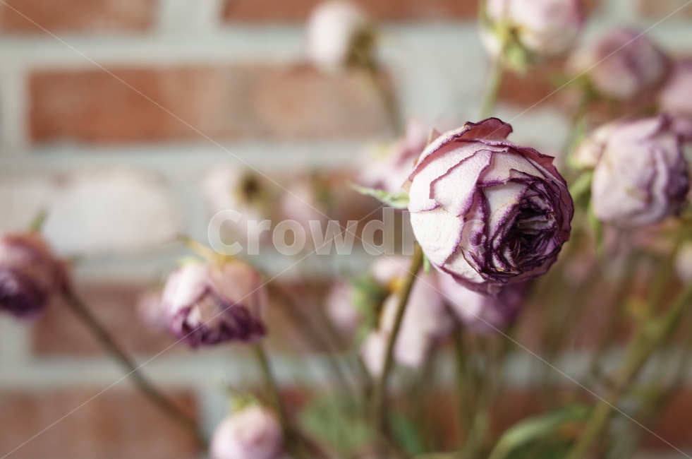 드라이플라워,카페,감성,핑크,plant,식물,flower,blossom,꽃,rose,장미,꽃,flower