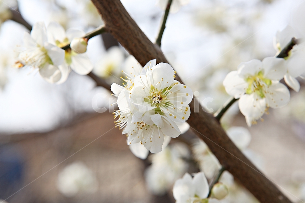매화꽃,매화,꽃,꽃잎,봄꽃,봄,공원,식물,자연,식물,자연,plants,nature,꽃,flower