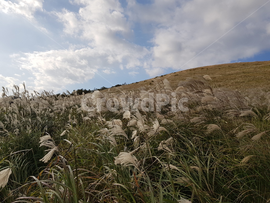 grass,잔디,plant,식물,reed,갈대,억새,새별오름,가을,fall,계절,평화,하늘,식물,자연,plants,nature