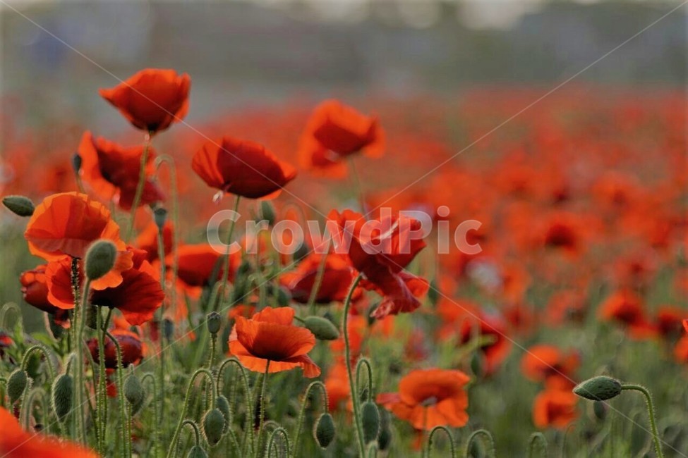 꽃,양귀비,자연,식물,봄,저녁빛,spring,nature,감성,풍경,계절,season,자연풍경,식물,자연,plants,nature,꽃,flower
