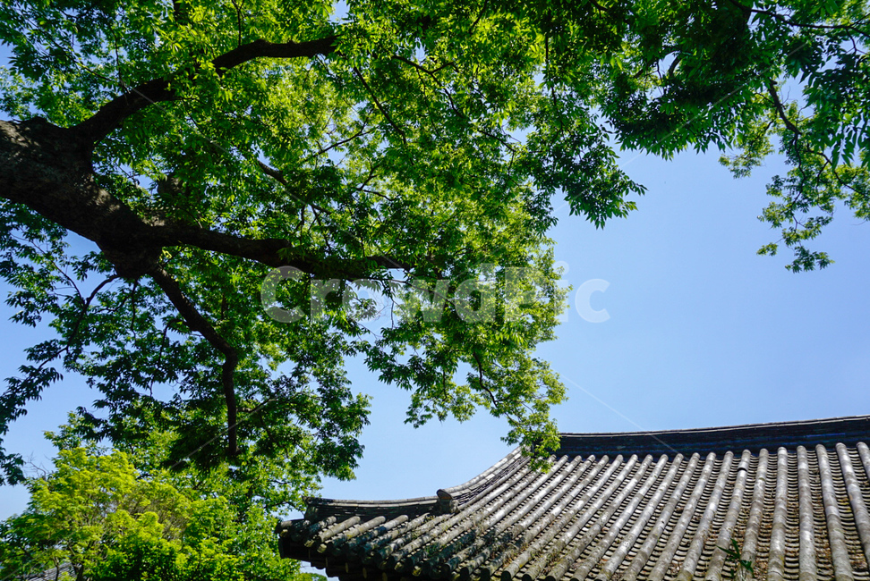 기와,기와지붕,기왓장,한옥,지붕,한국전통,한국문화,korean traditional,korean culture