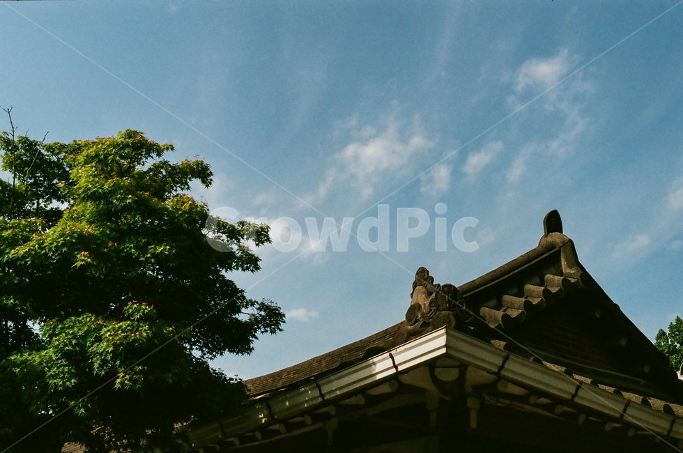 제주,jeju,색감,필름,film,청도,한국,한국전통,한국문화,korean traditional,korean culture,건축물,건물외관,exterior,building,structure,architecture,construction