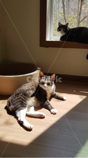 고양이,코숏,cat,두마리,집,햇빛