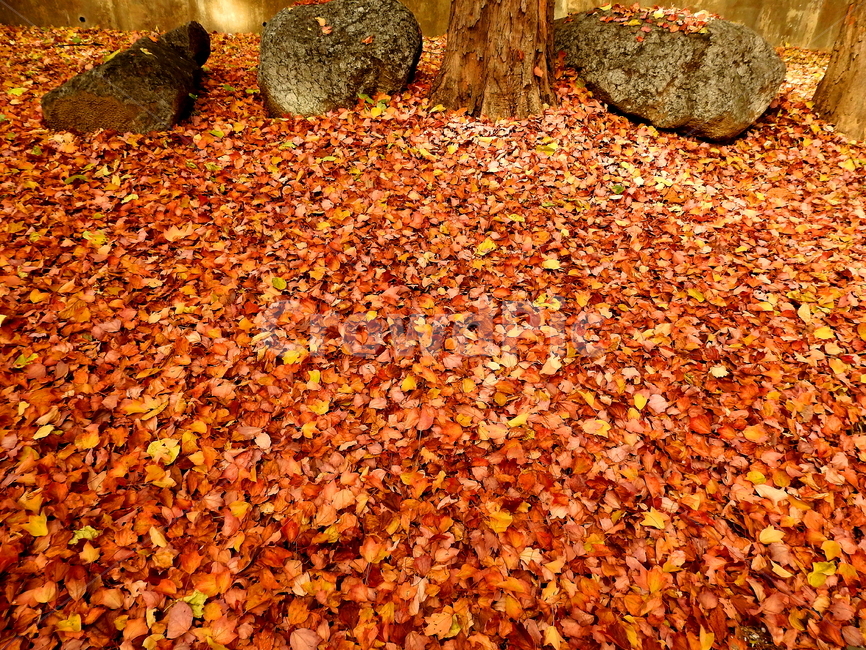 계절,가을,나무,단풍,식물,가을,계절,fall,autumn,season,leaf,잎,plant,ground,바닥,tree
