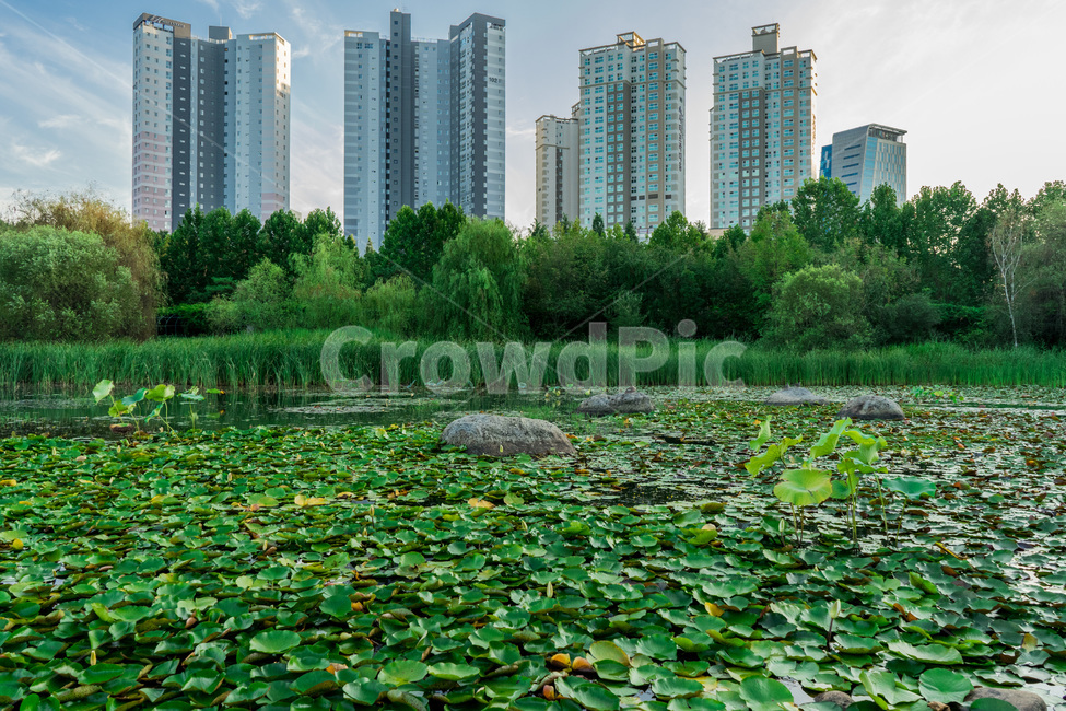 plant,식물,호수,공원,호수공원,연꽃,푸르른,하늘,구름,나무,자연,풍경,lake,pond,park,lakepark,lotus,bright,blue,green,sky,cloud,tree,nature,scenery,landscape,building,빌딩,건물,도시,풍경,city,landscape
