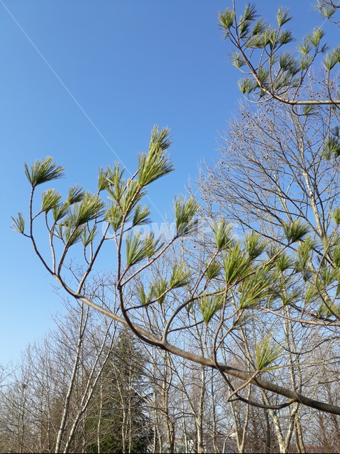 소나무,바람,휘날리는,plant,식물,tree,나무