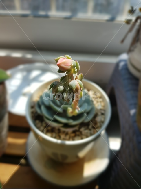 다육이꽃,살구꽃봉우리,선인장꽃,식물,루비,식물,자연,plants,nature,꽃,flower,실내용화초,화분,화초,house plant