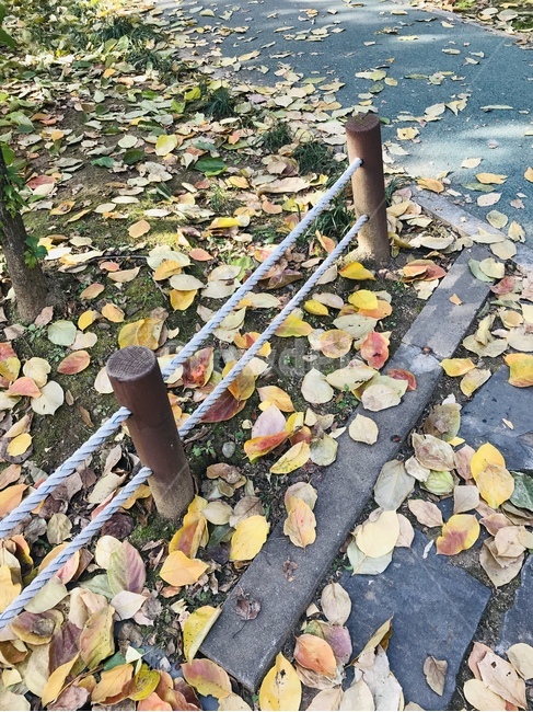가을,낙엽,가을하늘,단풍,가을풍경,가을,계절,fall,autumn,season,ground,바닥,plant,식물,leaf,잎,flagstone,판석