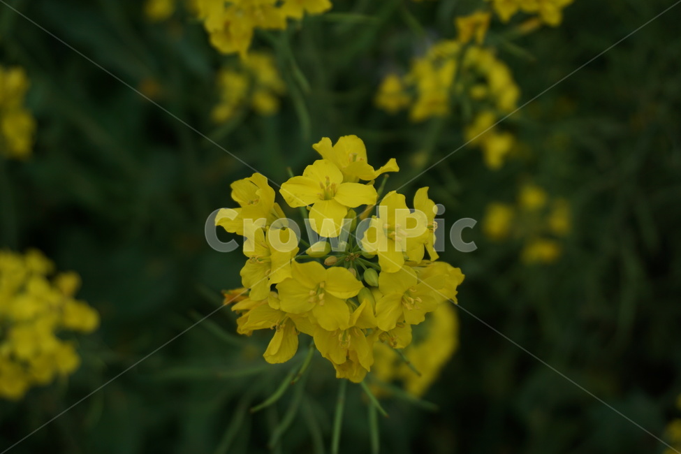 유채꽃,꽃,노란색,flower,식물,자연,nature,yellow,green,향기,한송이,outdoors,식물,자연,plants,nature,꽃,flower