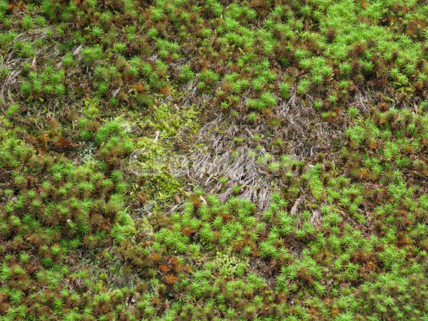 plant,식물,moss,이끼,솔이끼,식물,자연,plants,nature