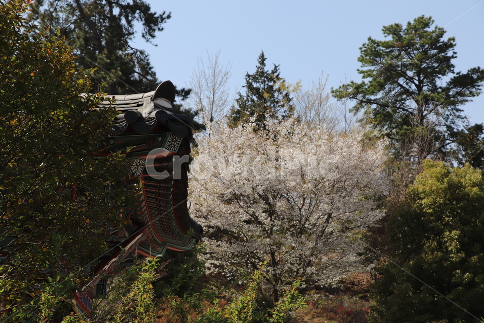 tree,나무,plant,식물,벚꽃