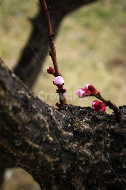 꽃,flower,매화,식물,plant,봄,spring,계절,식물,자연,plants,nature,꽃,flower