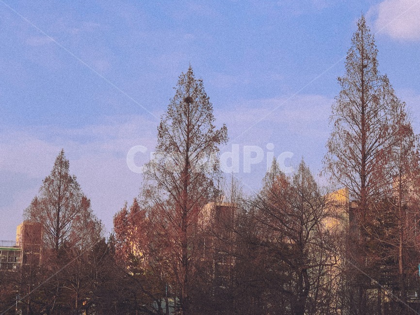 겨울,나무,따뜻함,필름카메라,감성,지브리,일본,한국,trees,winter,ghibli,filmcamera,warm,자연,풍경,nature,landscape,tree,plant,식물,fir,전나무