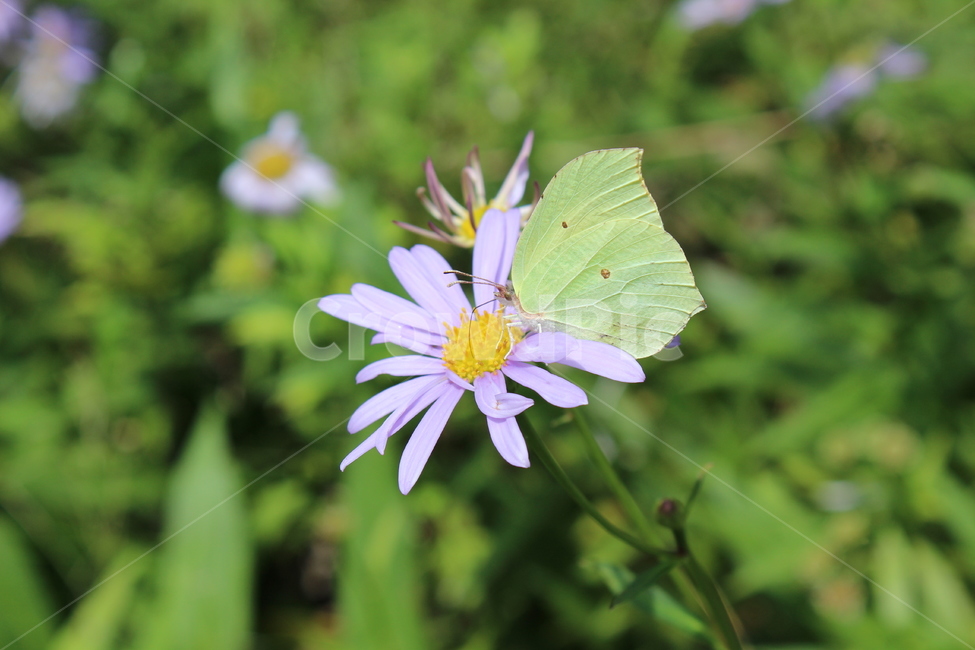 코스모스,나비,꽃,벌레,곤충,cosmos,butterfly,flower,insect,식물,자연,plants,nature,꽃,flower