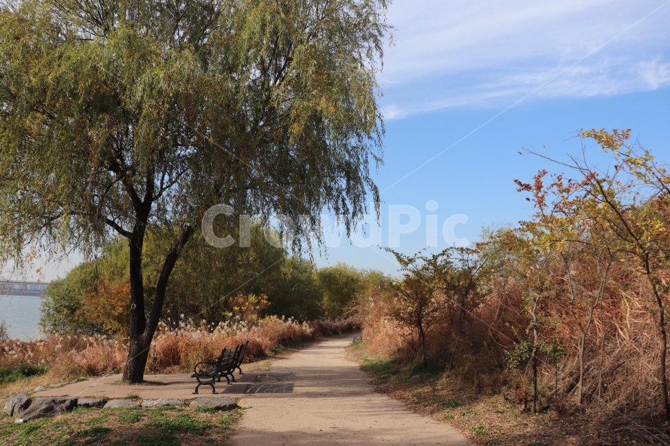 가을,한강,난지캠핑장,나들이,벤치,하늘,나무,쉼터,휴식,가을,계절,fall,autumn,season,자연,풍경,nature,landscape,tree,plant,식물