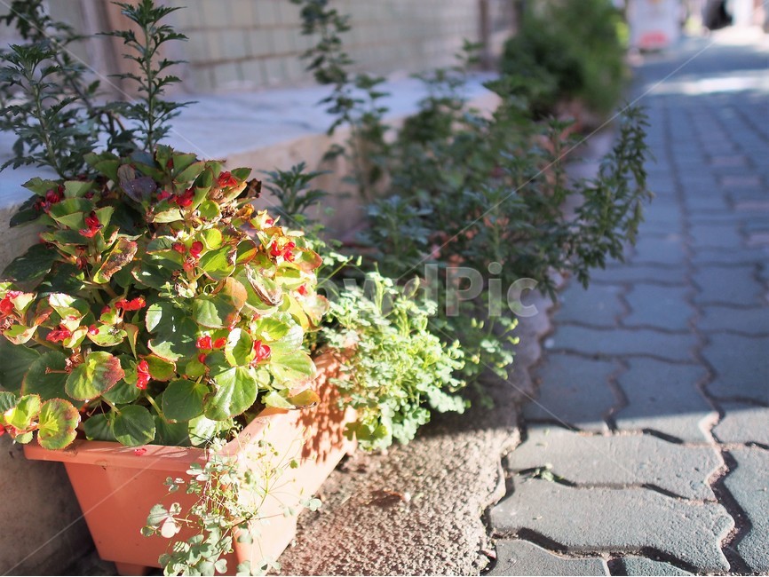 익선동,화분,골목길,풍경,보도블록,식물,자연,plants,nature,실내용화초,화분,화초,house plant