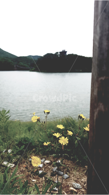 호수,꽃,흙,풀,풍경,landscape,flower,grass,earth,lake,자연,풍경,nature,landscape,water,물,outdoors,옥외