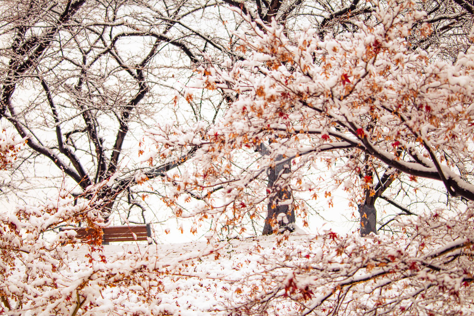 겨울,그리움,의자,벤치,흰눈,겨울,계절,winter,season,자연,풍경,nature,landscape,plant,식물,blossom,꽃,cherry blossom,벚꽃,flower