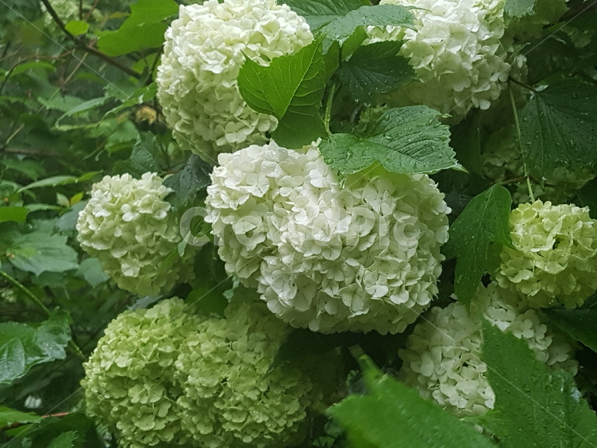 수국,하얀꽃,탐스런,식물,꽃,flower