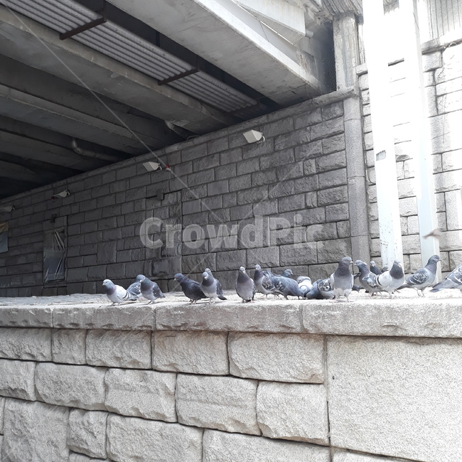 청계천,비둘기,강,겨울,많은비둘기,동물,animal,조류,새,birds