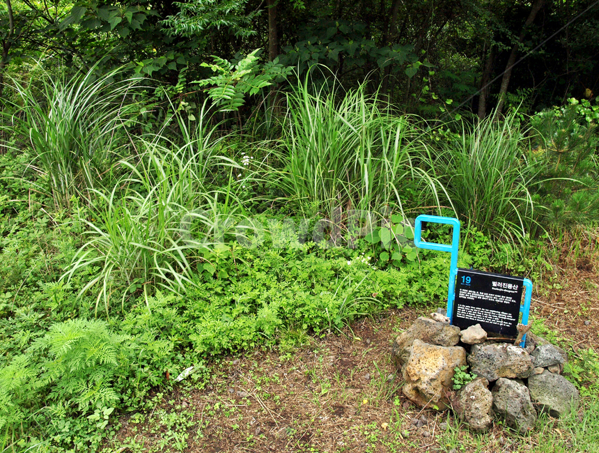 간세,농로,솔숲,제주,올레19코스,올레길,숲길,표식,자연,풍경,nature,landscape,plant,식물,potted plant,화분,pottery,도기류,jar,항아리,planter,파종기,herbs,허브,ground,바닥