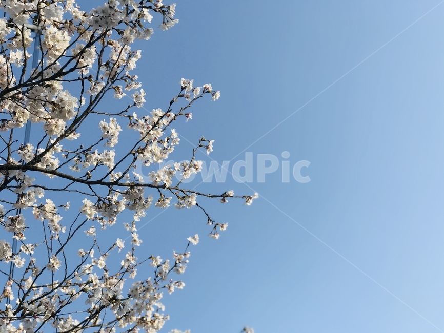 plant,식물,blossom,꽃,flower,하늘