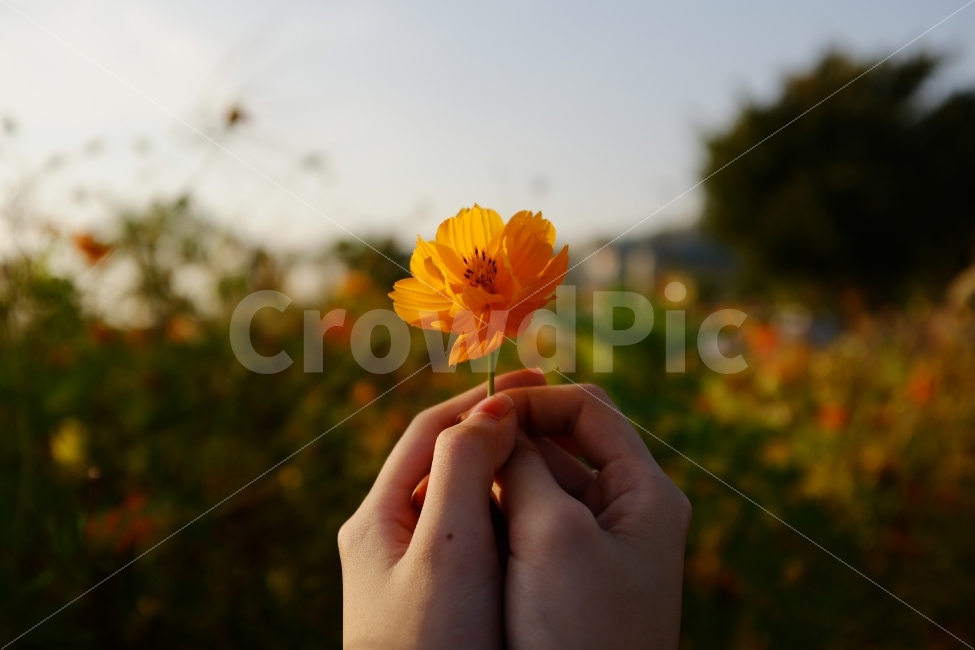 감성사진,꽃,사랑,감정,flower,식물,자연,plants,nature,꽃,flower,사람,인물,인간,human,person,감정표현,기분,feeling,emotion,감성,sensible,연출,컨셉,콘셉,direction,concept