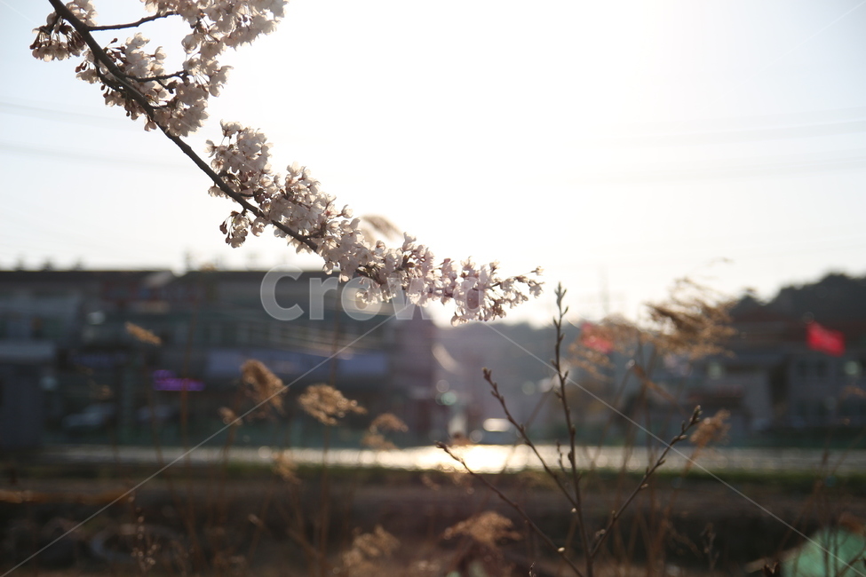 꽃,벚꽃,경포대,한국,봄,여름,하늘,푸른,시골,데이트